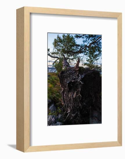 Vegetation, fallen tree, shore, Stora Le Lake, Sweden-Andrea Lang-Framed Photographic Print