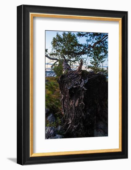 Vegetation, fallen tree, shore, Stora Le Lake, Sweden-Andrea Lang-Framed Photographic Print