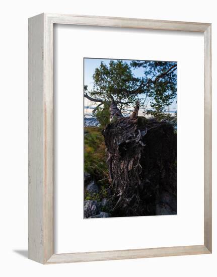 Vegetation, fallen tree, shore, Stora Le Lake, Sweden-Andrea Lang-Framed Photographic Print
