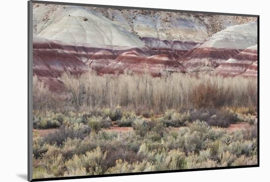 Vegetation in the Fremont River Valley, Capitol Reef National Park, Utah, Usa-Rainer Mirau-Mounted Photographic Print