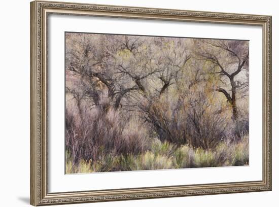 Vegetation in the Fremont River Valley, Capitol Reef National Park, Utah, Usa-Rainer Mirau-Framed Photographic Print