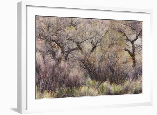 Vegetation in the Fremont River Valley, Capitol Reef National Park, Utah, Usa-Rainer Mirau-Framed Photographic Print