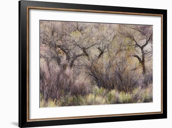 Vegetation in the Fremont River Valley, Capitol Reef National Park, Utah, Usa-Rainer Mirau-Framed Photographic Print