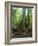 Vegetation in the Rain Forest, Tortuguero National Park, Costa Rica, Central America-R H Productions-Framed Photographic Print