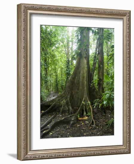 Vegetation in the Rain Forest, Tortuguero National Park, Costa Rica, Central America-R H Productions-Framed Photographic Print