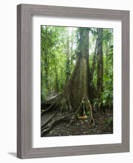 Vegetation in the Rain Forest, Tortuguero National Park, Costa Rica, Central America-R H Productions-Framed Photographic Print