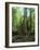 Vegetation in the Rain Forest, Tortuguero National Park, Costa Rica, Central America-R H Productions-Framed Photographic Print