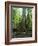 Vegetation in the Rain Forest, Tortuguero National Park, Costa Rica, Central America-R H Productions-Framed Photographic Print