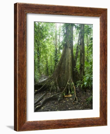 Vegetation in the Rain Forest, Tortuguero National Park, Costa Rica, Central America-R H Productions-Framed Photographic Print