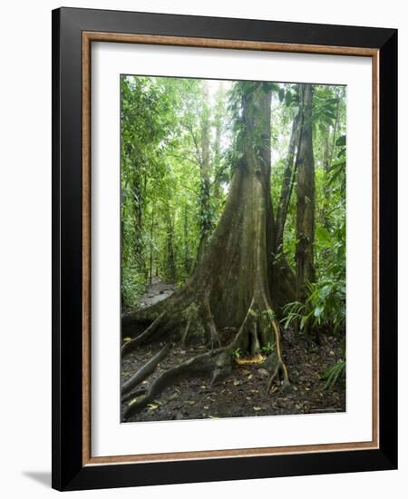 Vegetation in the Rain Forest, Tortuguero National Park, Costa Rica, Central America-R H Productions-Framed Photographic Print