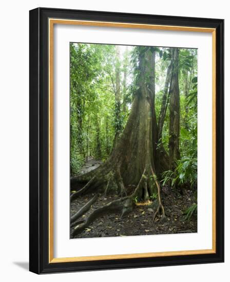 Vegetation in the Rain Forest, Tortuguero National Park, Costa Rica, Central America-R H Productions-Framed Photographic Print