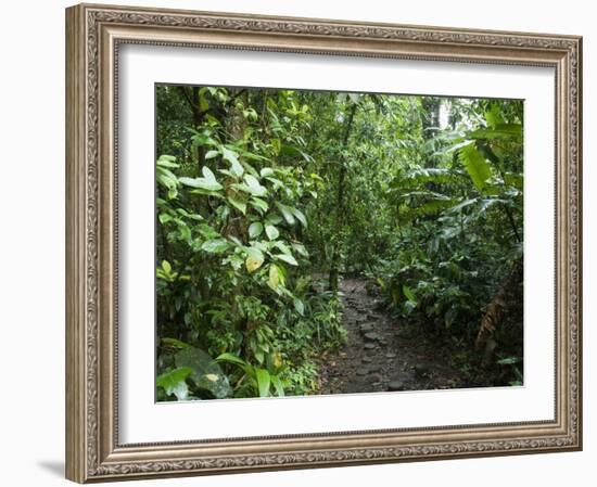 Vegetation in the Rain Forest, Tortuguero National Park, Costa Rica, Central America-R H Productions-Framed Photographic Print