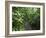 Vegetation in the Rain Forest, Tortuguero National Park, Costa Rica, Central America-R H Productions-Framed Photographic Print