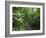 Vegetation in the Rain Forest, Tortuguero National Park, Costa Rica, Central America-R H Productions-Framed Photographic Print