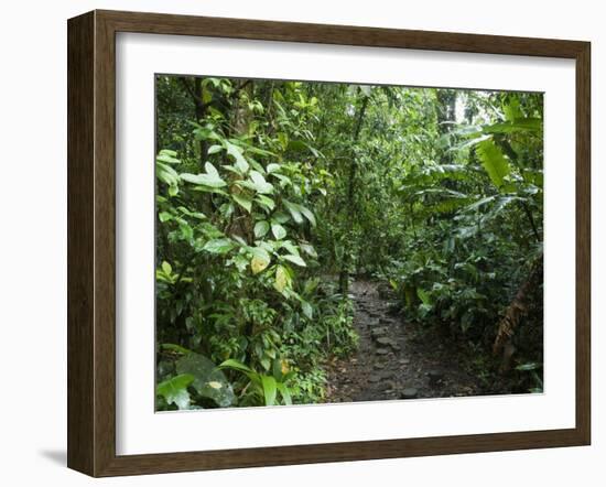 Vegetation in the Rain Forest, Tortuguero National Park, Costa Rica, Central America-R H Productions-Framed Photographic Print