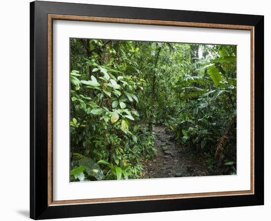 Vegetation in the Rain Forest, Tortuguero National Park, Costa Rica, Central America-R H Productions-Framed Photographic Print