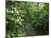 Vegetation in the Rain Forest, Tortuguero National Park, Costa Rica, Central America-R H Productions-Mounted Photographic Print
