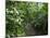 Vegetation in the Rain Forest, Tortuguero National Park, Costa Rica, Central America-R H Productions-Mounted Photographic Print