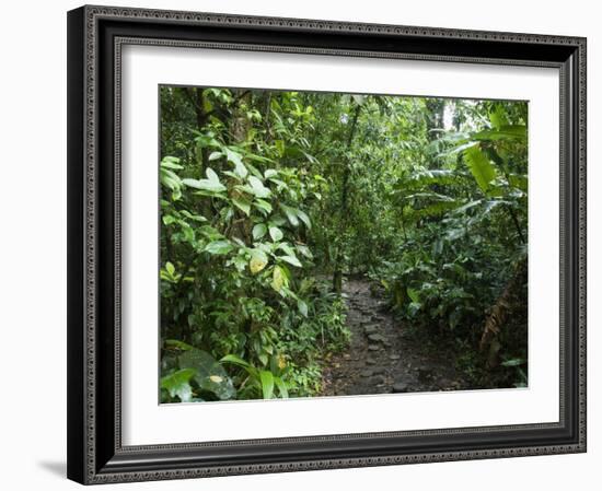 Vegetation in the Rain Forest, Tortuguero National Park, Costa Rica, Central America-R H Productions-Framed Photographic Print