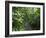 Vegetation in the Rain Forest, Tortuguero National Park, Costa Rica, Central America-R H Productions-Framed Photographic Print