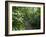 Vegetation in the Rain Forest, Tortuguero National Park, Costa Rica, Central America-R H Productions-Framed Photographic Print