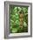 Vegetation in the Rain Forest, Tortuguero National Park, Costa Rica, Central America-R H Productions-Framed Photographic Print