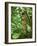 Vegetation in the Rain Forest, Tortuguero National Park, Costa Rica, Central America-R H Productions-Framed Photographic Print