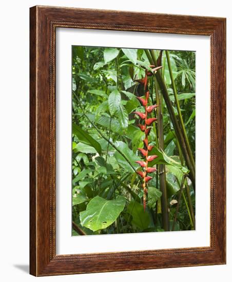 Vegetation in the Rain Forest, Tortuguero National Park, Costa Rica, Central America-R H Productions-Framed Photographic Print