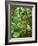 Vegetation in the Rain Forest, Tortuguero National Park, Costa Rica, Central America-R H Productions-Framed Photographic Print