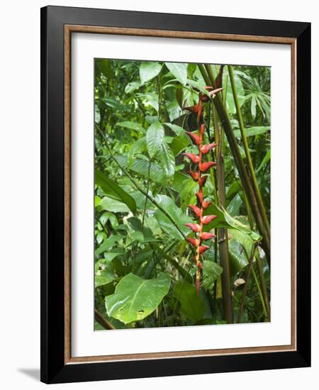 Vegetation in the Rain Forest, Tortuguero National Park, Costa Rica, Central America-R H Productions-Framed Photographic Print