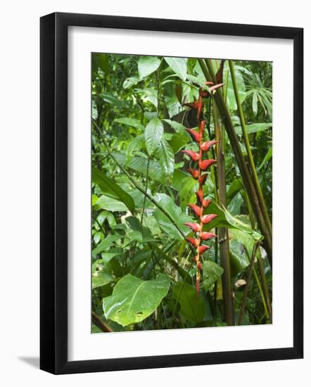 Vegetation in the Rain Forest, Tortuguero National Park, Costa Rica, Central America-R H Productions-Framed Photographic Print