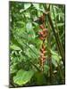 Vegetation in the Rain Forest, Tortuguero National Park, Costa Rica, Central America-R H Productions-Mounted Photographic Print