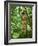 Vegetation in the Rain Forest, Tortuguero National Park, Costa Rica, Central America-R H Productions-Framed Photographic Print