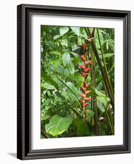 Vegetation in the Rain Forest, Tortuguero National Park, Costa Rica, Central America-R H Productions-Framed Photographic Print