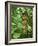 Vegetation in the Rain Forest, Tortuguero National Park, Costa Rica, Central America-R H Productions-Framed Photographic Print