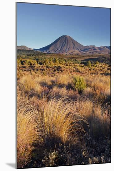 Vegetation, Mount Ngauruhoe, Tongariro National Park, Manawatu-Manganui, North Island, New Zealand-Rainer Mirau-Mounted Photographic Print