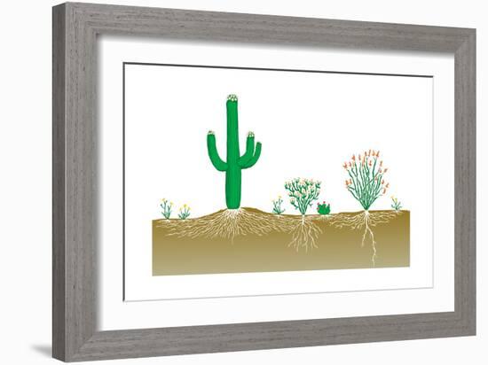 Vegetation Profile of a Desert. Biosphere, Earth Sciences-Encyclopaedia Britannica-Framed Art Print