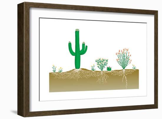 Vegetation Profile of a Desert. Biosphere, Earth Sciences-Encyclopaedia Britannica-Framed Art Print