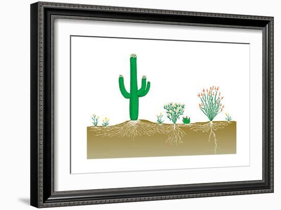 Vegetation Profile of a Desert. Biosphere, Earth Sciences-Encyclopaedia Britannica-Framed Art Print