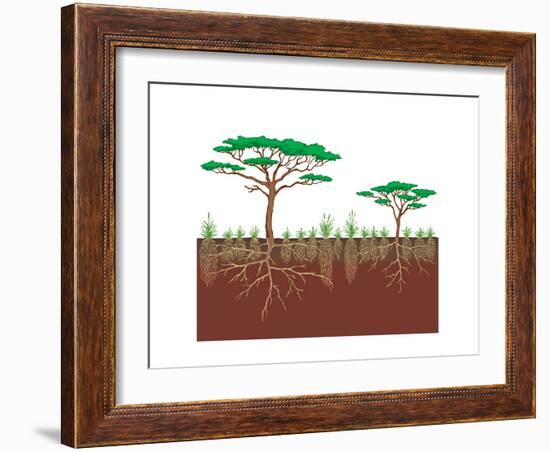 Vegetation Profile of a Savanna. Biosphere, Earth Sciences-Encyclopaedia Britannica-Framed Art Print