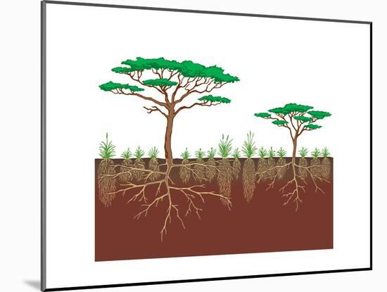 Vegetation Profile of a Savanna. Biosphere, Earth Sciences-Encyclopaedia Britannica-Mounted Art Print