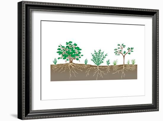 Vegetation Profile of a Scrubland. Biosphere, Earth Sciences-Encyclopaedia Britannica-Framed Art Print