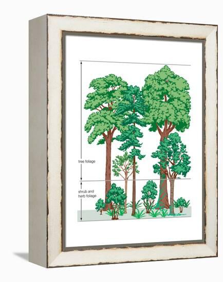 Vegetation Profile of a Temperate Deciduous Forest. Biosphere, Earth Sciences-Encyclopaedia Britannica-Framed Stretched Canvas