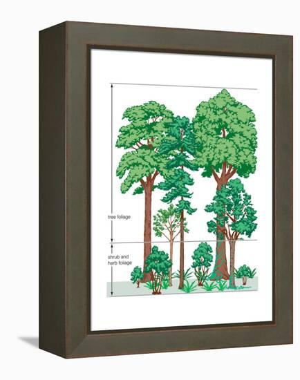 Vegetation Profile of a Temperate Deciduous Forest. Biosphere, Earth Sciences-Encyclopaedia Britannica-Framed Stretched Canvas