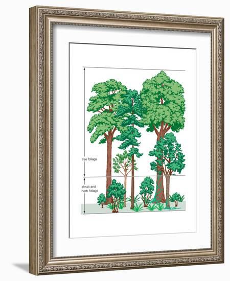 Vegetation Profile of a Temperate Deciduous Forest. Biosphere, Earth Sciences-Encyclopaedia Britannica-Framed Art Print