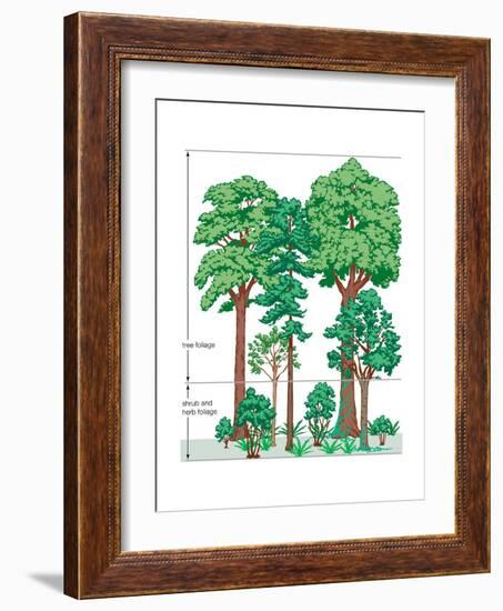 Vegetation Profile of a Temperate Deciduous Forest. Biosphere, Earth Sciences-Encyclopaedia Britannica-Framed Art Print