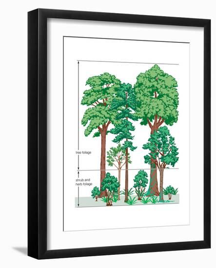 Vegetation Profile of a Temperate Deciduous Forest. Biosphere, Earth Sciences-Encyclopaedia Britannica-Framed Art Print