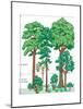 Vegetation Profile of a Temperate Deciduous Forest. Biosphere, Earth Sciences-Encyclopaedia Britannica-Mounted Art Print