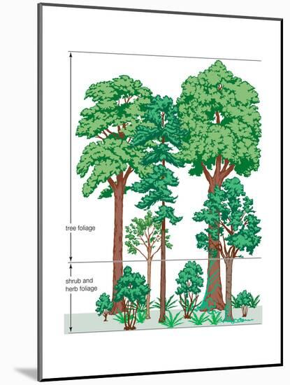 Vegetation Profile of a Temperate Deciduous Forest. Biosphere, Earth Sciences-Encyclopaedia Britannica-Mounted Art Print