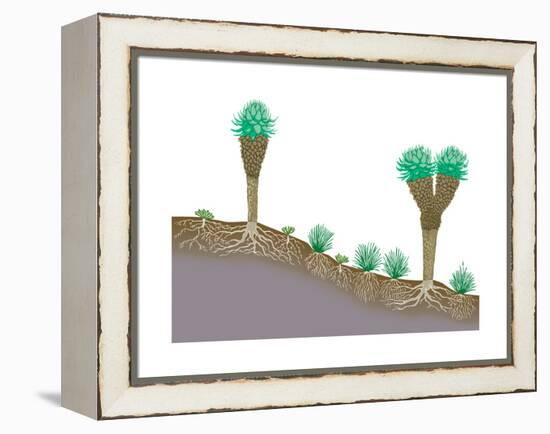 Vegetation Profile of Tropical Mountain Lands. Biosphere, Earth Sciences-Encyclopaedia Britannica-Framed Stretched Canvas